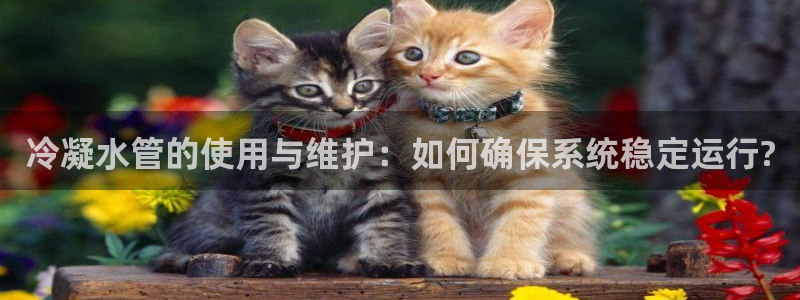 天辰 娱乐
